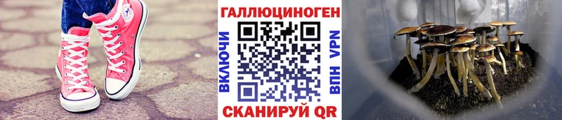 Псилоцибиновые грибы мицелий  сколько стоит  OMG зеркало  Дигора 